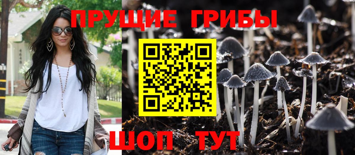 Сокол  Галлюциногенные грибы Psilocybine cubensis  Вход с VPN 